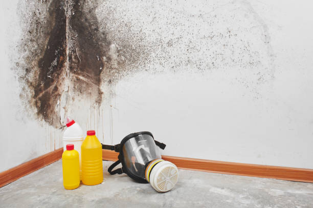 Best Attic Mold Remediation in Laton, CA